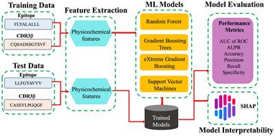 TCR-H: explainable machine learning prediction of T-cell receptor epitope binding on unseen datasets